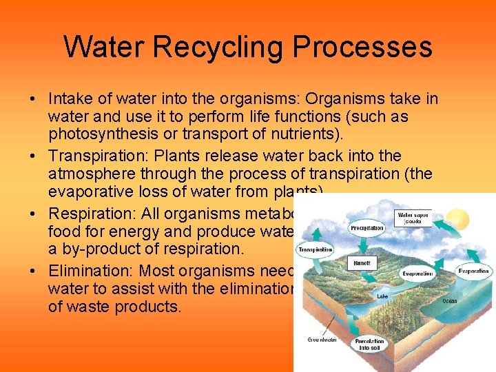 Water Recycling Processes • Intake of water into the organisms: Organisms take in water Water Recycling Processes • Intake of water into the organisms: Organisms take in water