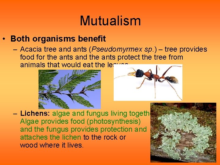 Mutualism • Both organisms benefit – Acacia tree and ants (Pseudomyrmex sp. ) – Mutualism • Both organisms benefit – Acacia tree and ants (Pseudomyrmex sp. ) –