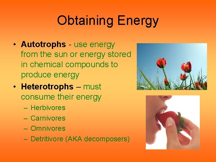 Obtaining Energy • Autotrophs - use energy from the sun or energy stored in Obtaining Energy • Autotrophs - use energy from the sun or energy stored in