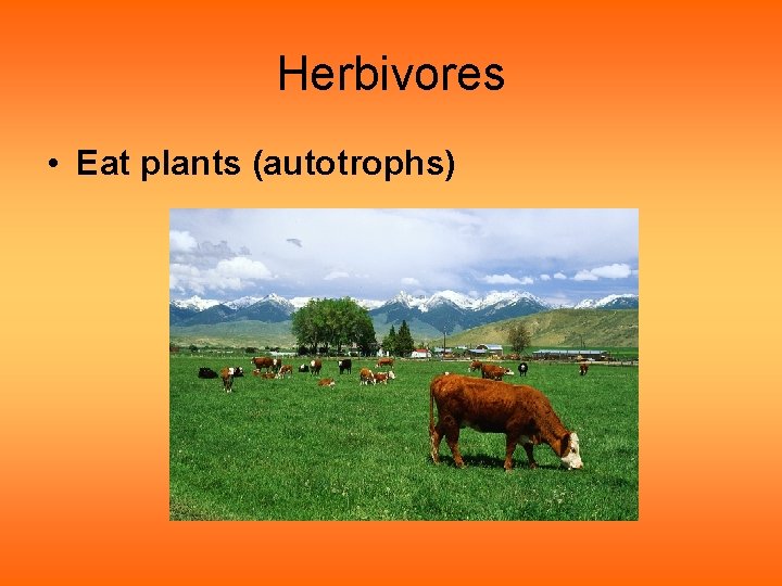 Herbivores • Eat plants (autotrophs) Herbivores • Eat plants (autotrophs)