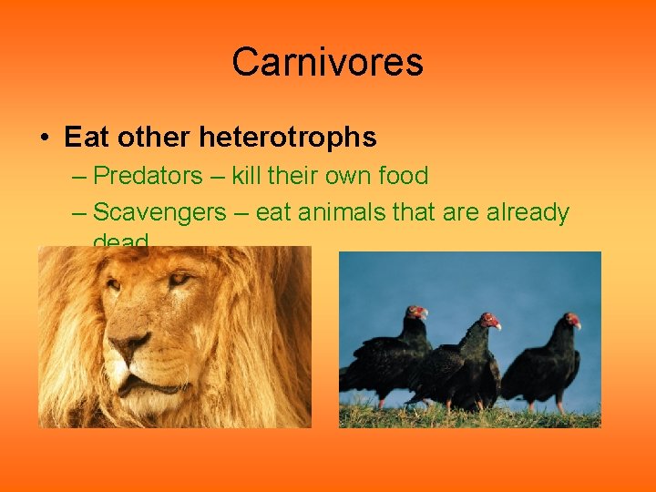 Carnivores • Eat other heterotrophs – Predators – kill their own food – Scavengers Carnivores • Eat other heterotrophs – Predators – kill their own food – Scavengers