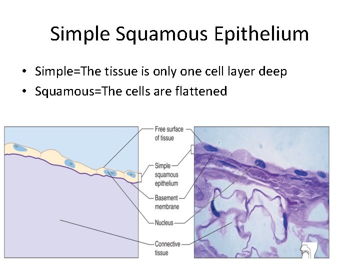 Simple Squamous Epithelium SimpleThe tissue is only one