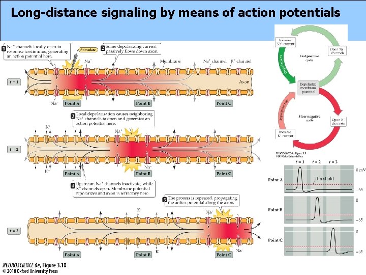 Long-distance signaling by means of action potentials 