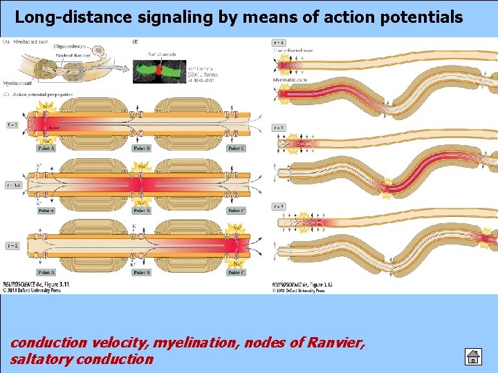 Long-distance signaling by means of action potentials conduction velocity, myelination, nodes of Ranvier, saltatory