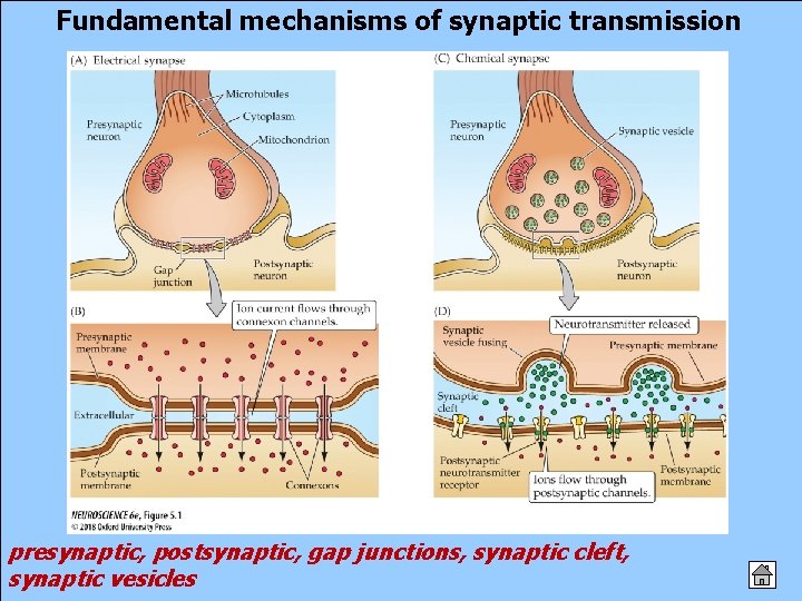 Fundamental mechanisms of synaptic transmission presynaptic, postsynaptic, gap junctions, synaptic cleft, synaptic vesicles 