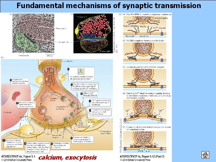 Fundamental mechanisms of synaptic transmission calcium, exocytosis 