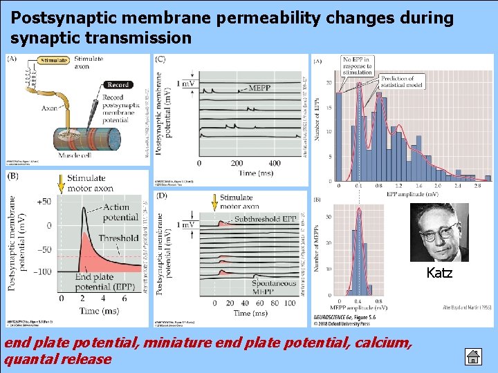 Postsynaptic membrane permeability changes during synaptic transmission Katz end plate potential, miniature end plate