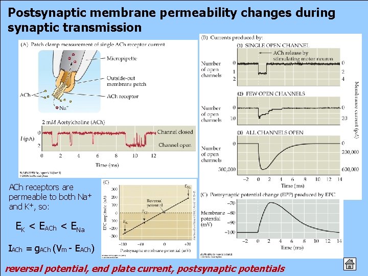 Postsynaptic membrane permeability changes during synaptic transmission ACh receptors are permeable to both Na+