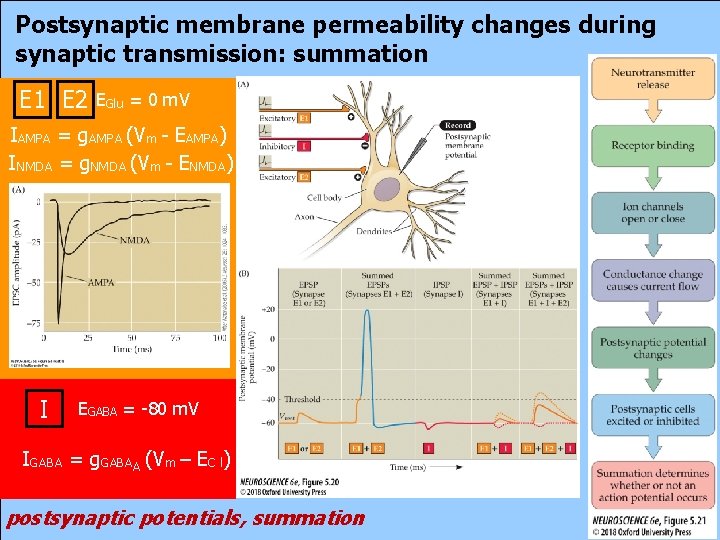 Postsynaptic membrane permeability changes during synaptic transmission: summation E 1 E 2 EGlu =