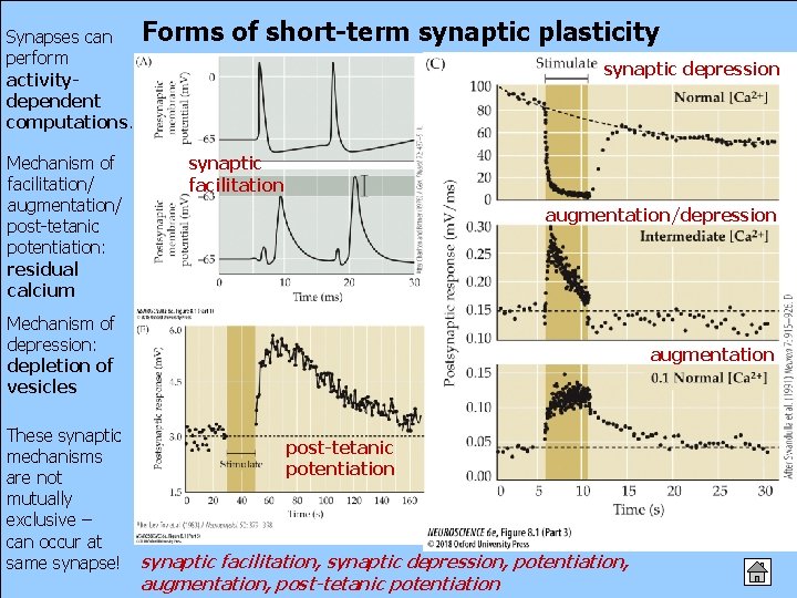 Synapses can perform activitydependent computations. Mechanism of facilitation/ augmentation/ post-tetanic potentiation: residual calcium Forms