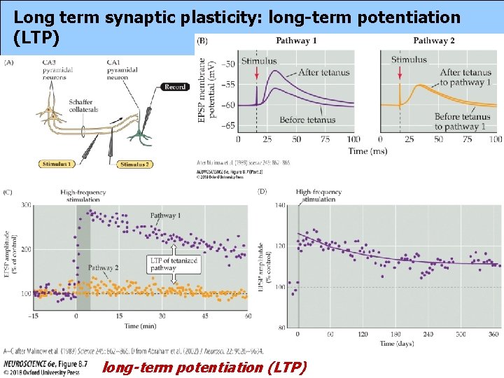 Long term synaptic plasticity: long-term potentiation (LTP) 