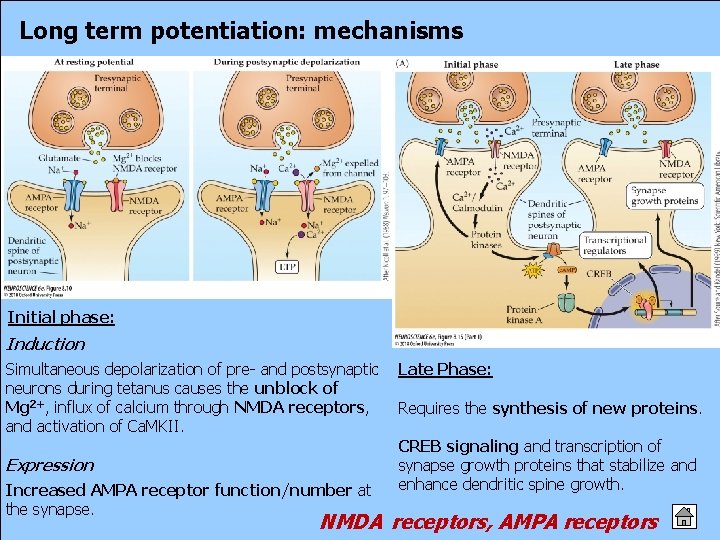 Long term potentiation: mechanisms Initial phase: Induction Simultaneous depolarization of pre- and postsynaptic neurons