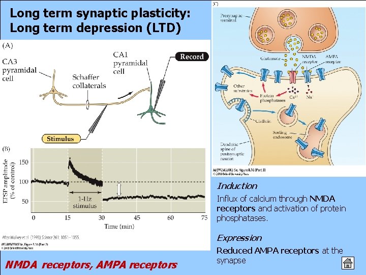 Long term synaptic plasticity: Long term depression (LTD) Induction Influx of calcium through NMDA