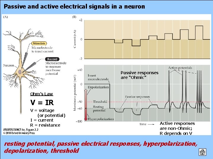 Passive and active electrical signals in a neuron Passive responses are “Ohmic” Ohm’s Law
