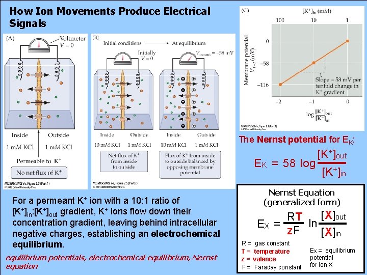 How Ion Movements Produce Electrical Signals The Nernst potential for EK: EK = 58