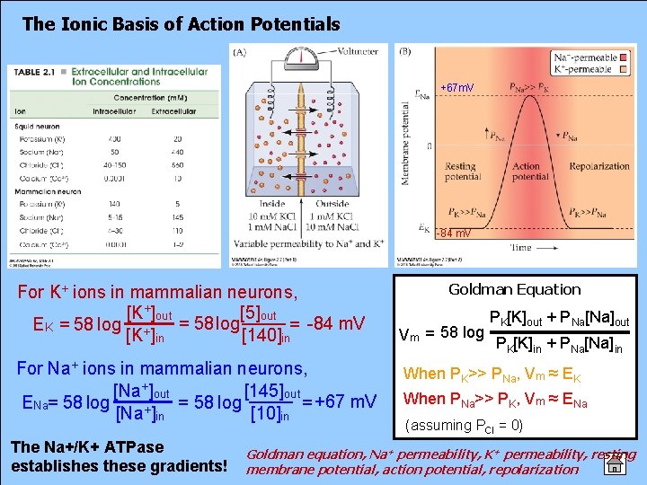 The Ionic Basis of Action Potentials +67 m. V -84 m. V For K+