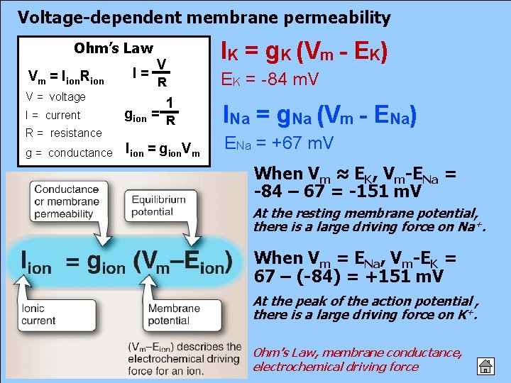 Voltage-dependent membrane permeability Ohm’s Law Vm = Iion. Rion V = voltage I =