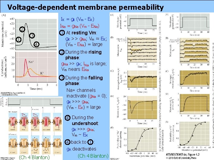 Voltage-dependent membrane permeability 2 1 3 4 IK = g. K (Vm - EK)