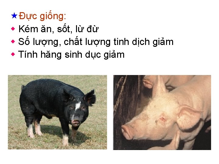  «Đực giống: w Kém ăn, sốt, lừ đừ w Số lượng, chất lượng