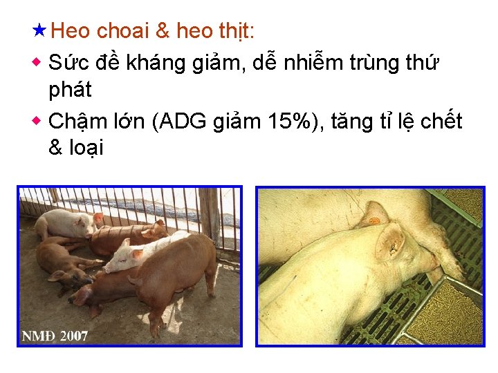  «Heo choai & heo thịt: w Sức đề kháng giảm, dễ nhiễm trùng