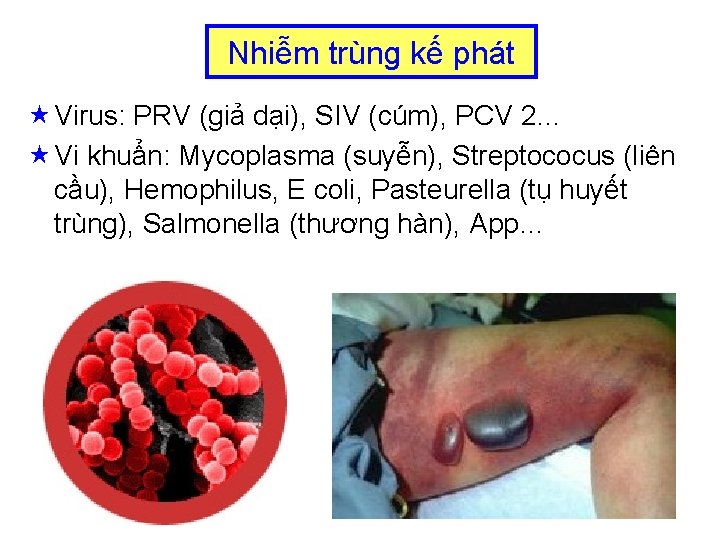 Nhiễm trùng kế phát « Virus: PRV (giả dại), SIV (cúm), PCV 2… «