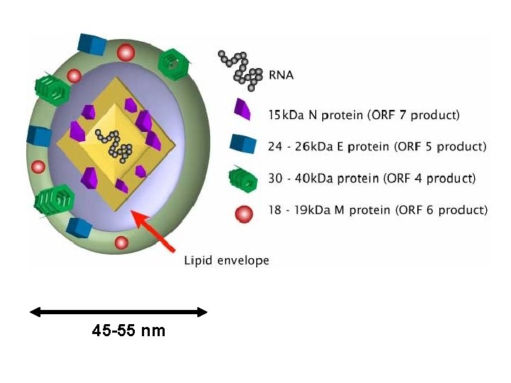 45 -55 nm 