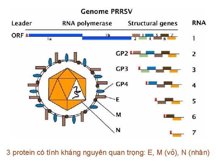 3 protein có tính kháng nguyên quan trọng: E, M (vỏ), N (nhân) 