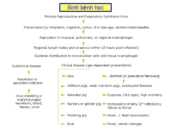 Sinh bệnh học 