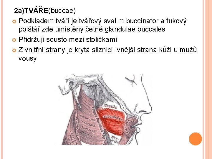 2 a)TVÁŘE(buccae) Podkladem tváří je tvářový sval m. buccinator a tukový polštář zde umístěny