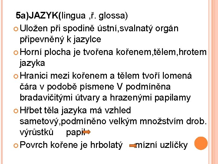 5 a)JAZYK(lingua , ř. glossa) Uložen při spodině ústní, svalnatý orgán připevněný k jazylce