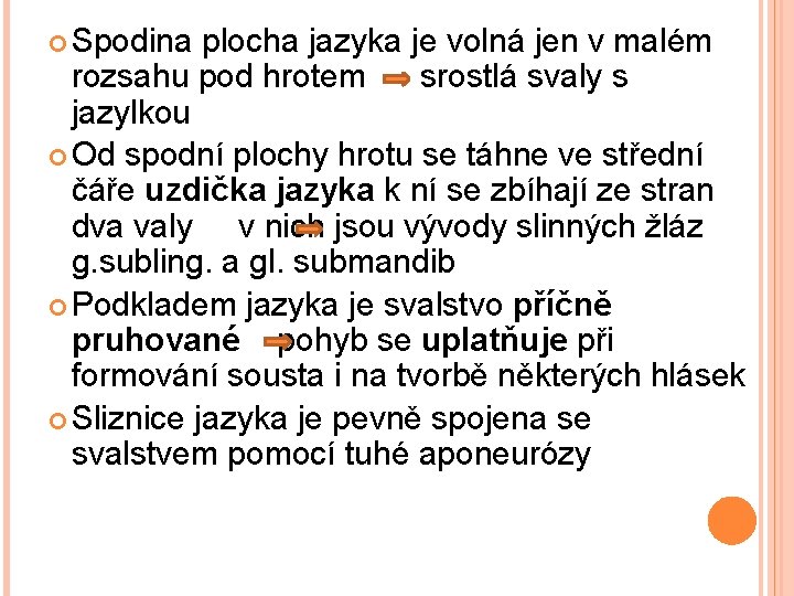  Spodina plocha jazyka je volná jen v malém rozsahu pod hrotem srostlá svaly