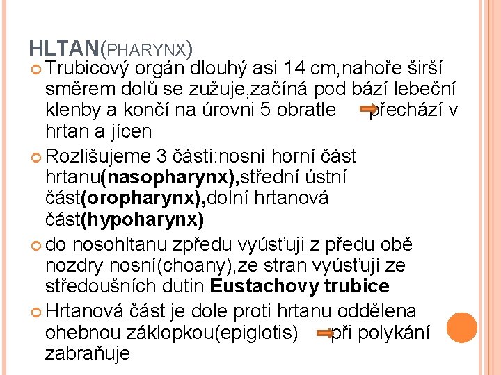 HLTAN(PHARYNX) Trubicový orgán dlouhý asi 14 cm, nahoře širší směrem dolů se zužuje, začíná