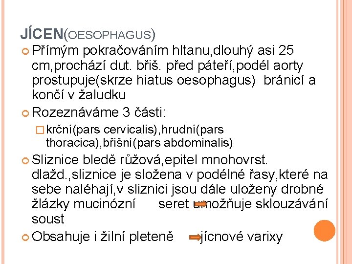 JÍCEN(OESOPHAGUS) Přímým pokračováním hltanu, dlouhý asi 25 cm, prochází dut. břiš. před páteří, podél