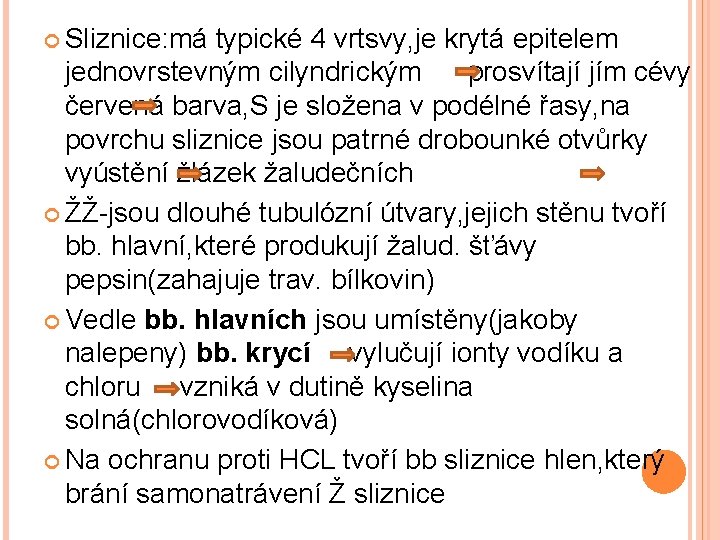  Sliznice: má typické 4 vrtsvy, je krytá epitelem jednovrstevným cilyndrickým prosvítají jím cévy