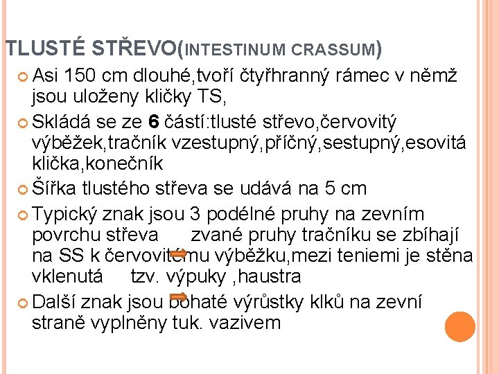 TLUSTÉ STŘEVO(INTESTINUM CRASSUM) Asi 150 cm dlouhé, tvoří čtyřhranný rámec v němž jsou uloženy