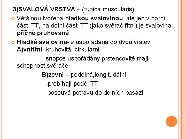 3)SVALOVÁ VRSTVA – (tunica muscularis) Většinou tvořena hladkou svalovinou, ale jen v horní části