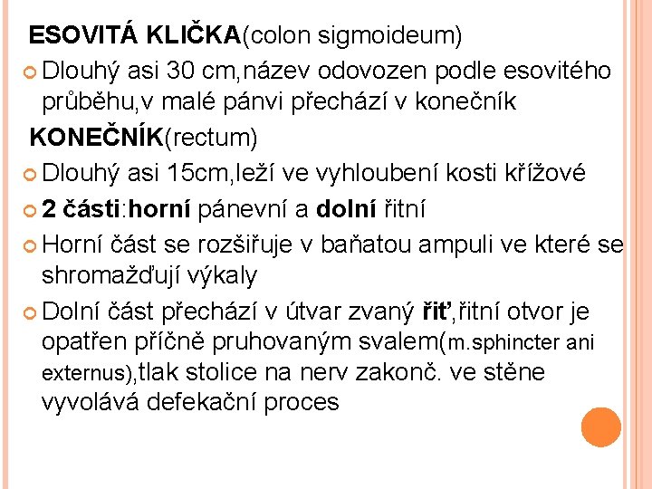 ESOVITÁ KLIČKA(colon sigmoideum) Dlouhý asi 30 cm, název odovozen podle esovitého průběhu, v malé