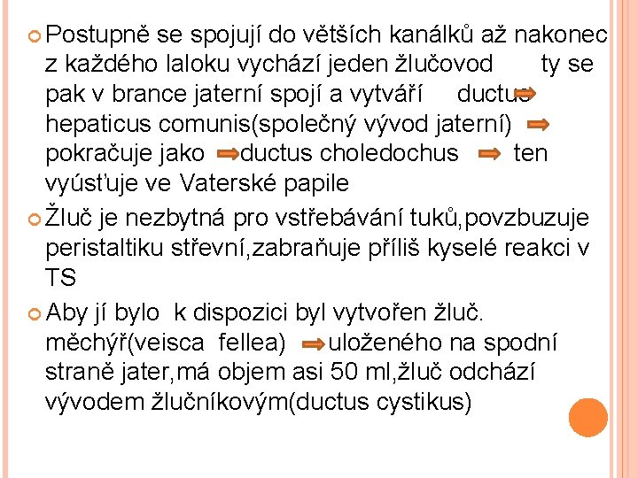  Postupně se spojují do větších kanálků až nakonec z každého laloku vychází jeden