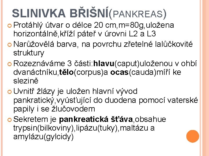 SLINIVKA BŘIŠNÍ(PANKREAS) Protáhlý útvar o délce 20 cm, m=80 g, uložena horizontálně, kříží páteř