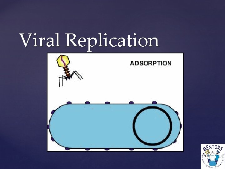 Viral Replication { 