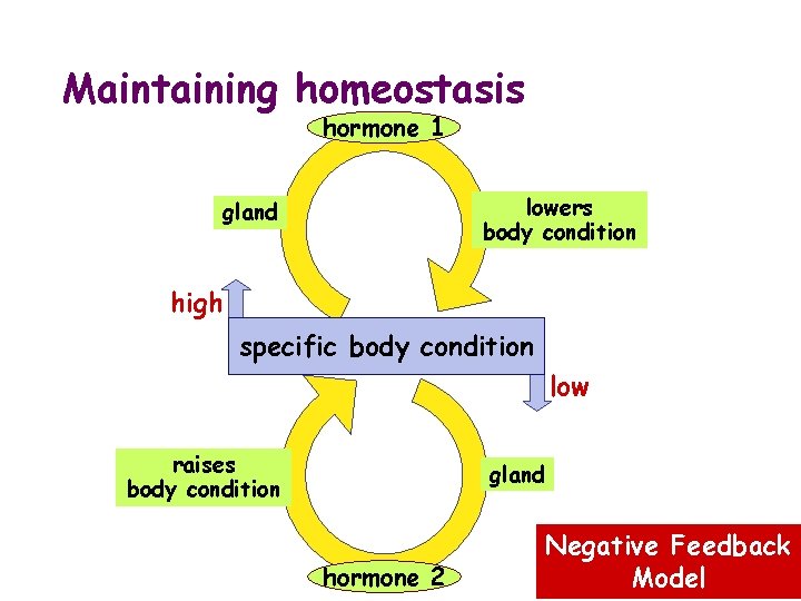 Maintaining homeostasis hormone 1 lowers body condition gland high specific body condition low raises