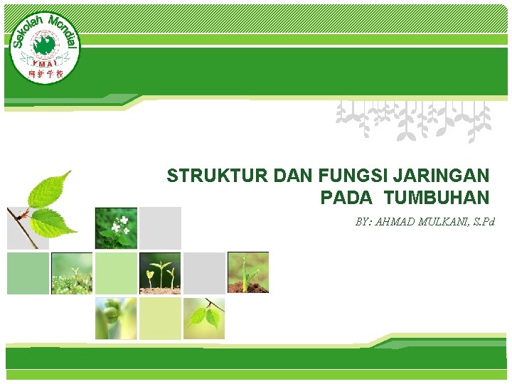 L/O/G/O STRUKTUR DAN FUNGSI JARINGAN PADA TUMBUHAN BY: AHMAD MULKANI, S. Pd 