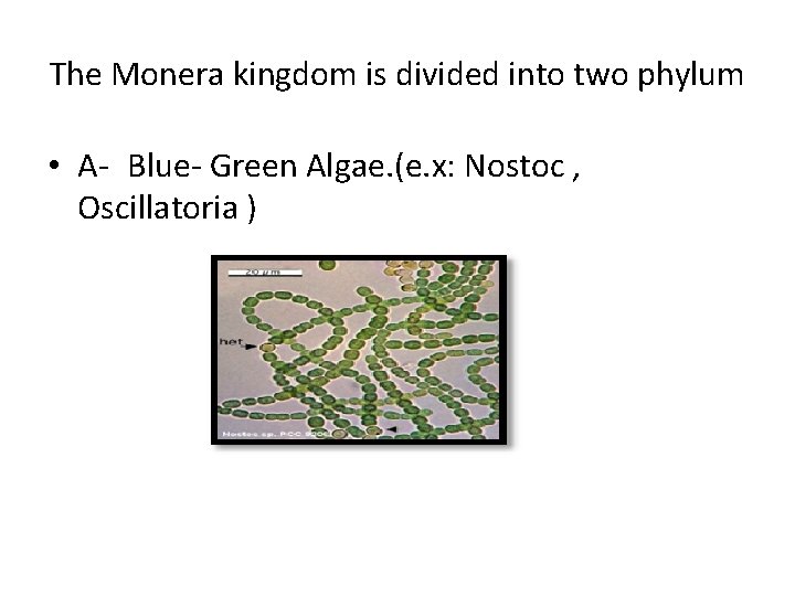 The Monera kingdom is divided into two phylum • A- Blue- Green Algae. (e.