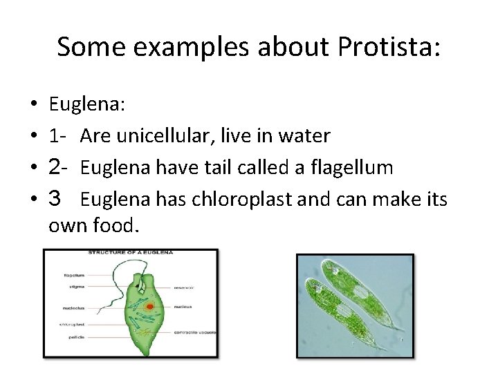 Some examples about Protista: • • Euglena: 1 - Are unicellular, live in water