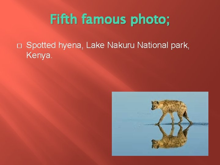 Fifth famous photo; � Spotted hyena, Lake Nakuru National park, Kenya. 