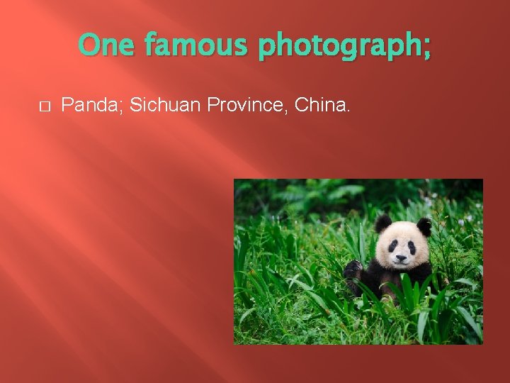One famous photograph; � Panda; Sichuan Province, China. 
