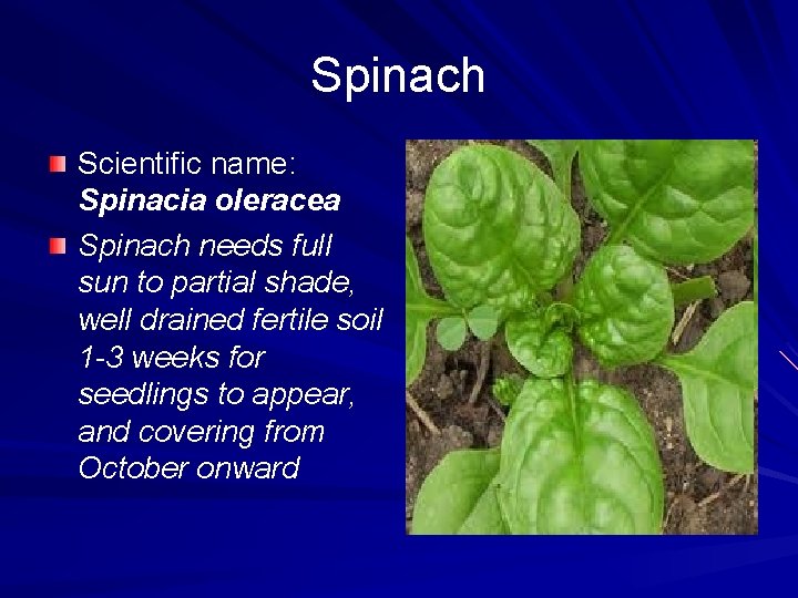 Spinach Scientific name: Spinacia oleracea Spinach needs full sun to partial shade, well drained Spinach Scientific name: Spinacia oleracea Spinach needs full sun to partial shade, well drained