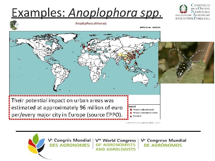 Examples: Anoplophora spp. Their potential impact on urban areas was estimated at approximately 96
