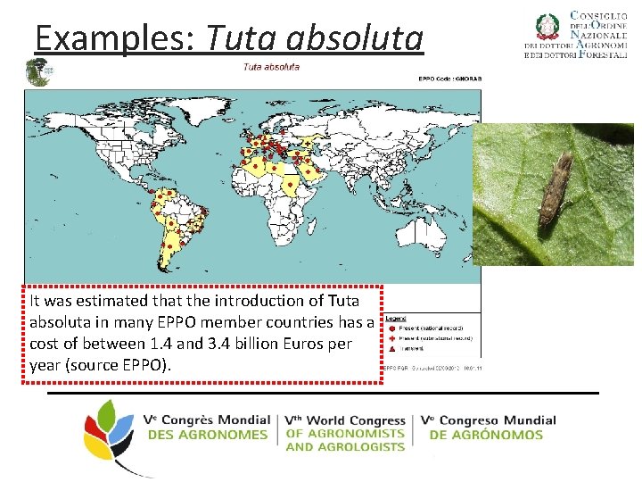 Examples: Tuta absoluta It was estimated that the introduction of Tuta absoluta in many