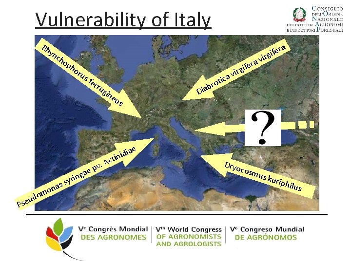 Vulnerability of Italy Rh yn ch o ph ra e f i irg or